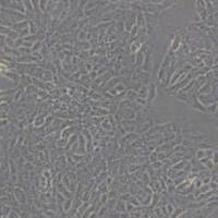 TM3小鼠睾丸间质细胞(带STR鉴定)