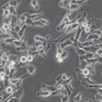 MFC小鼠胃癌细胞(带STR鉴定)