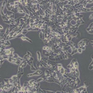 MLTC1小鼠睾丸间质细胞瘤细胞(带STR鉴定)