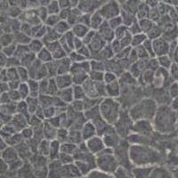 BNLCL.2小鼠胚胎肝细胞(带STR鉴定)