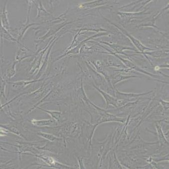 OP9小鼠骨髓基质细胞(带STR鉴定)