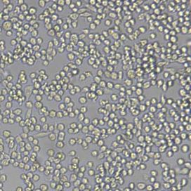 P815小鼠肥大细胞瘤细胞(带STR鉴定)