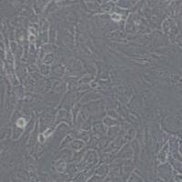 3T3L1小鼠胚胎成纤维细胞(带STR鉴定)