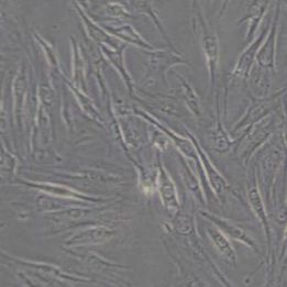 C2C12小鼠成肌细胞(带STR鉴定)