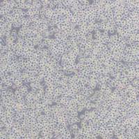 J774A.1小鼠单核巨噬细胞(带STR鉴定)