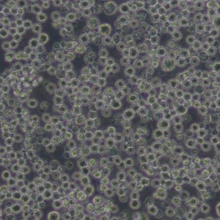 P3X63Ag8.653小鼠骨髓瘤细胞(带STR鉴定)