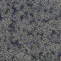 P3X63Ag8.653小鼠骨髓瘤细胞(带STR鉴定)