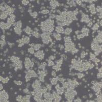 L5178Y TK+/- clone (3.7.2C)小鼠淋巴瘤细胞(带STR鉴定)