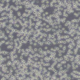 NFS60小鼠髓性白血病淋巴细胞/小鼠白血病G-CSF依赖性细胞(带STR鉴定)
