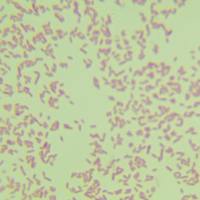 粘液玫瑰单胞菌