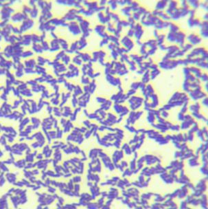 抗辐射不动杆菌