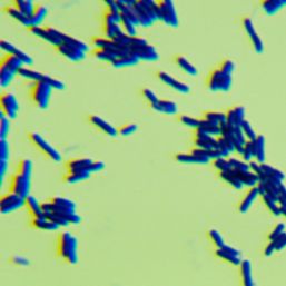 摩加夫芽胞杆菌