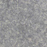 LWnt3A小鼠皮下结缔组织细胞(带STR鉴定)