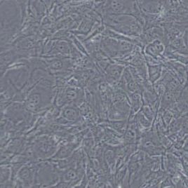 C3H/10T1/2, Clone 8小鼠胚胎成纤维细胞(带STR鉴定)