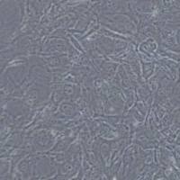 C3H/10T1/2, Clone 8小鼠胚胎成纤维细胞(带STR鉴定)
