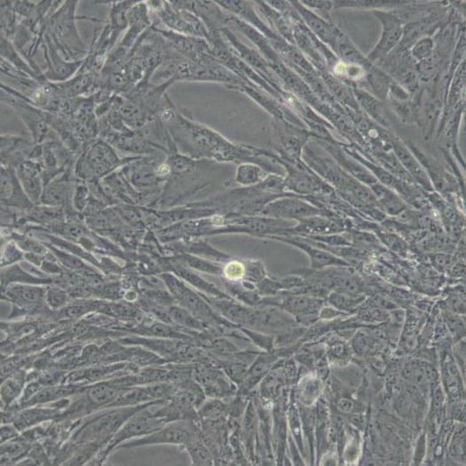 BHK21（C13）仓鼠肾成纤维细胞