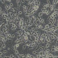 K7M2WT小鼠骨肉瘤成骨细胞(带STR鉴定)