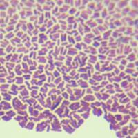 大肠埃希氏菌定量菌株