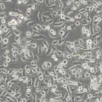 NCTC1469小鼠正常肝细胞(带STR鉴定)