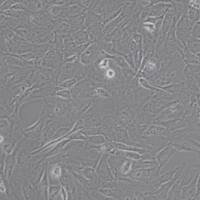 MC3T3-E1 Subclone 14 小鼠颅顶前骨细胞亚克隆14(带STR鉴定)