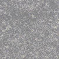 TM4正常小鼠睾丸Sertoli细胞(带STR鉴定)