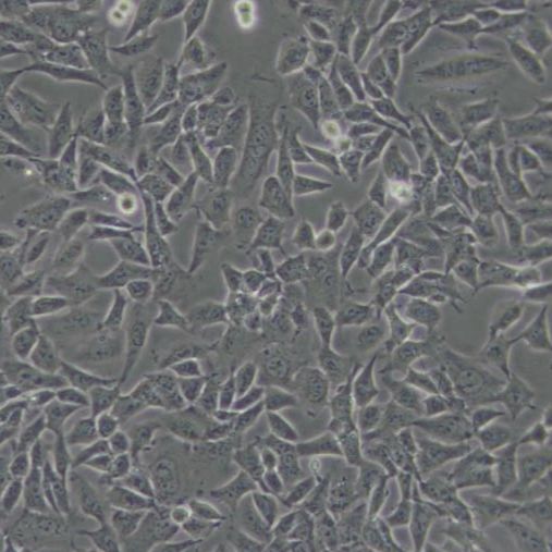 CHL仓鼠肺细胞（带STR鉴定）