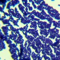 灰色拟普雷沃菌