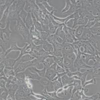 MDBK(NBL-1)牛肾细胞