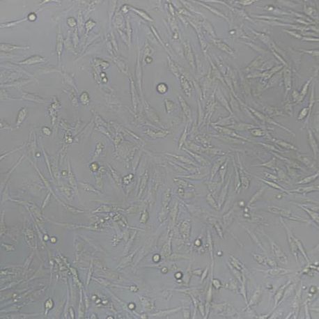 UMNSAH/DF1鸡胚成纤维细胞（带鉴定）