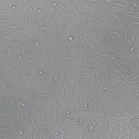 UMNSAH/DF1鸡胚成纤维细胞(带鉴定)