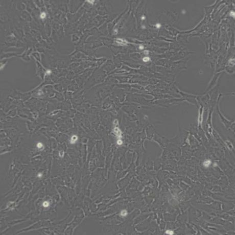 RF6A猴脈絡膜視網膜內皮細胞（帶種屬鑒定）