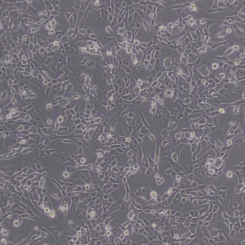 V79仓鼠肺细胞（带STR鉴定）