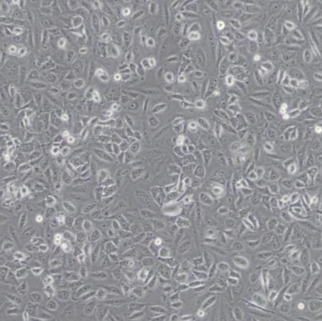 FRhK4恒河猴胚腎細胞（帶種屬鑒定）