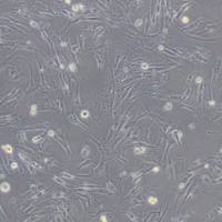 OK负鼠肾细胞（带鉴定）