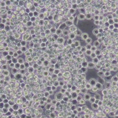 Sf9昆虫卵巢细胞（带鉴定）