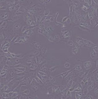 MDCK(NBL-2)犬肾细胞（带鉴定）