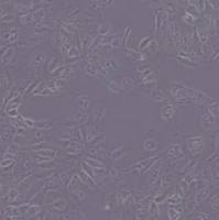 MDCK(NBL-2)犬肾细胞（带鉴定）