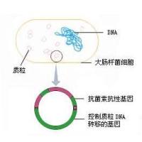 pMA5质粒