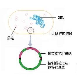 pRS426 phagemid in E. coli质粒