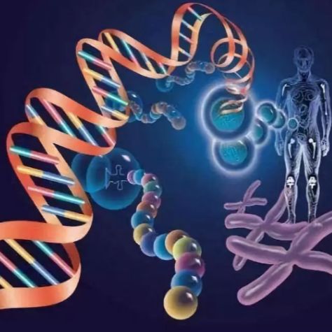 pET28a-BRAF(human)质粒