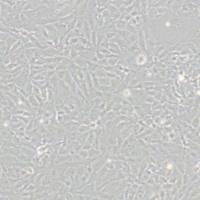Mv1Lu貂肺上皮细胞