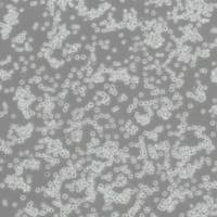 B958绒猴EB病毒转化的白细胞(带种属鉴定)