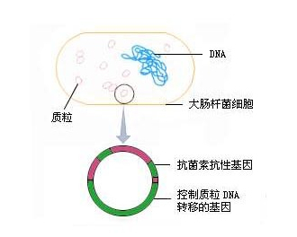 DH5α（含pMA5质粒）大肠杆菌