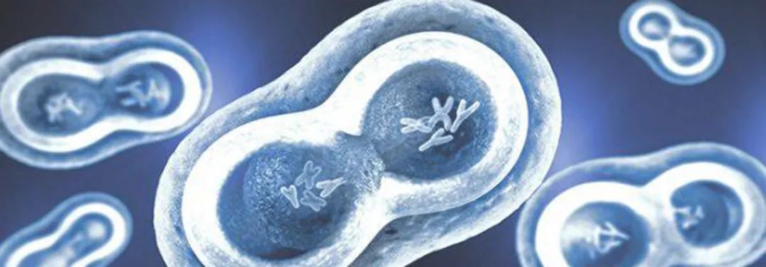 细胞分析试剂盒——细胞活力/周期/增殖检测试剂盒