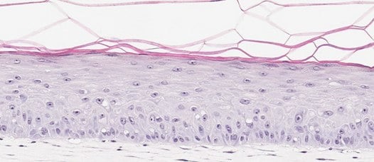 Organotypic skin models contain actively proliferating keratinocytes. (B)