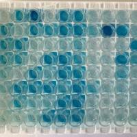 沙门氏菌配对抗体 沙门氏菌配对单抗 鼠抗沙门氏菌配对单克隆抗体