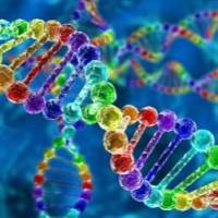 pCDNA3.1-ERBB2-3×FLAG质粒