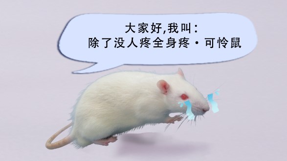 了解神经病理性疼痛，从坐骨神经损伤(CCI)动物模型开始！