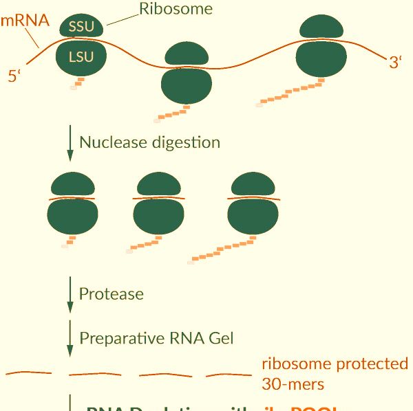 核糖体印记分析rRNA去除试剂盒