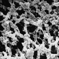 MCE .22UM WH PL 47MM MF-Millipore® 滤膜，孔径0.22 µm